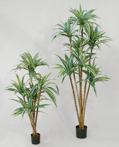 20-080 Dracaena 80cm, 20-110 Dracaena 110cm, 20-140 Dracaena 140cm, 20-170 Dracaena 170cm